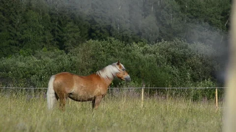Horse grazing Stock Footage 54047336