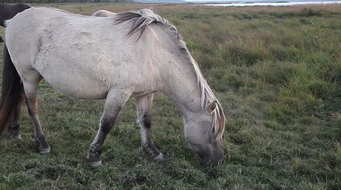 Horse grazing Stock Footage 56056348