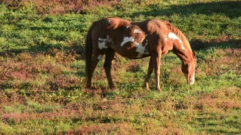 Horse grazing 스톡 동영상 64825692