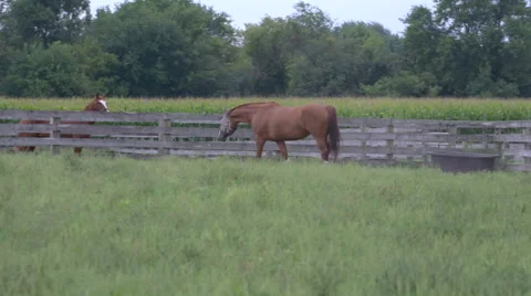 Horse Grazing Stock Footage 67391519