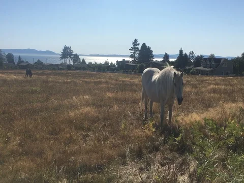 Horse grazing Video stock 80046731