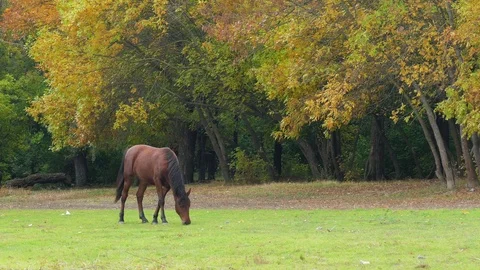 Horse grazing Stock Footage 80996462