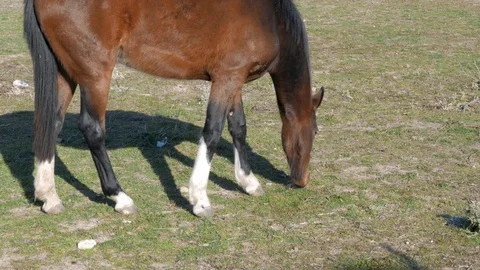 Horse grazing Stock Footage 86763184