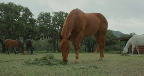 Horse Grazing Stock Footage 95496324