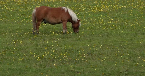 Horse grazing Stock-Footage 101343522