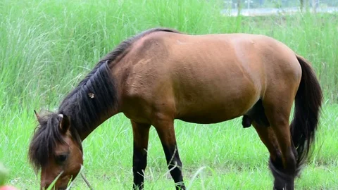 Horse grazing Stock Footage 102766183
