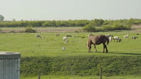 Horse grazing Stock Footage 106715937