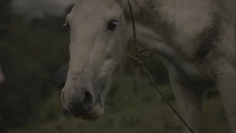 Horse Grazing Stock Footage 301347905