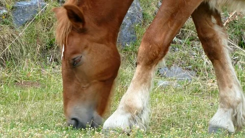 Horse grazing in freedom. Stock Footage 79789538