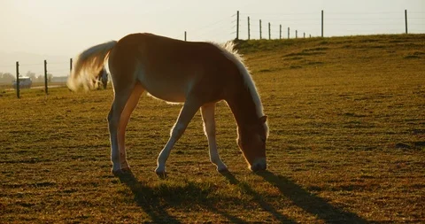 Horse grazing in front of a fence at sunset on a warm autumn day Stock Footage 120179853