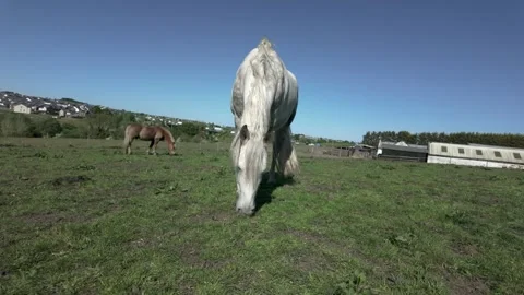 Horse grazing grass in field Stock Footage 309143745