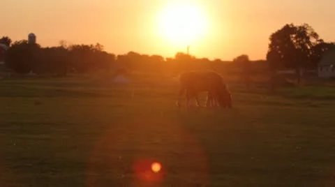 Horse grazing grass Vídeos de archivo 21785609