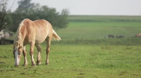 Horse grazing on grass Stock Footage 21787474