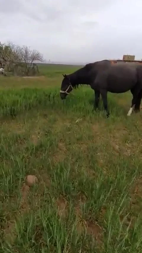 A horse grazing in the grass Stock-Footage 230083429