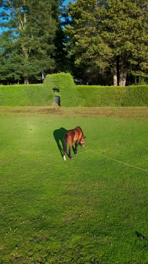 Horse grazing in a grassy field bordered by a clipped hedge Stock Footage 346014818