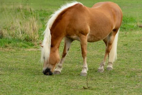 Horse grazing in green field during daylight Stock-Fotos