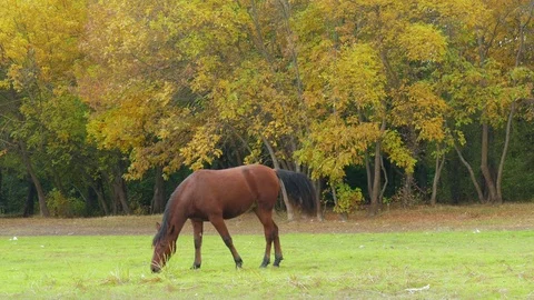 Horse grazing on green meadow Stock Footage 80996830