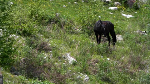 Horse grazing on the hillside. Stock Footage 39506818