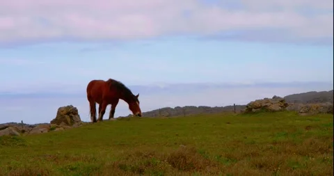 Horse grazing on a hillside: Stock Footage 333231471