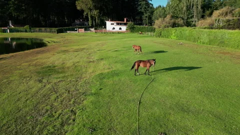 Horse grazing on a manicured lawn bordered by clipped hedges and pine trees Stock Footage 346014824