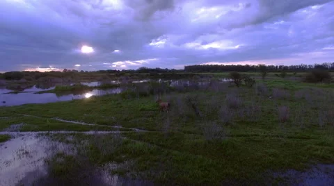 Horse grazing in marsh Stock Footage 63307436