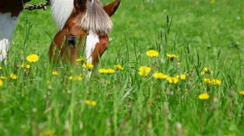 Horse grazing in the meadow Stockbeeldmateriaal 8550831