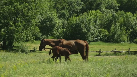 Horse grazing in a meadow Stock Footage 100552025