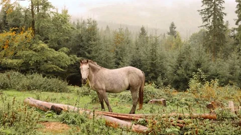 Horse grazing on a meadow Stock Footage 219717604