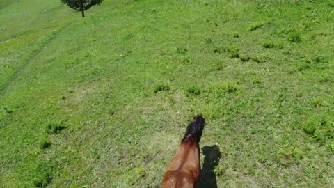 A horse is grazing in a meadow in the mountains eating grass. Vídeos de archivo 202094053