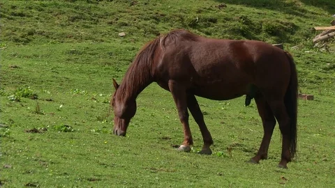 Horse grazing in the mountains Stock Footage 71127334