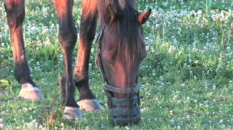Horse with grazing muzzle close Stock Footage 774818