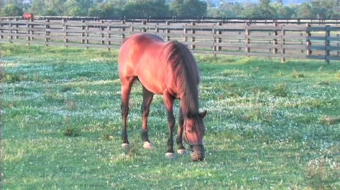 Horse with grazing muzzle Stock Footage 774826