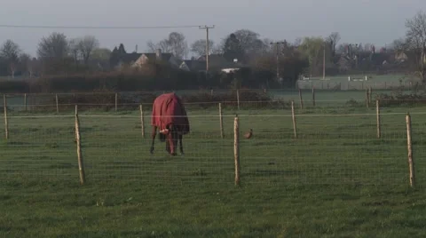 Horse Grazing in a Paddock Vidéo 61730529