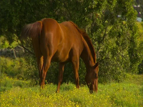 Horse Grazing in Pasture Stock-Footage 22243733