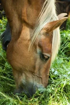 Horse grazing Stock Photos