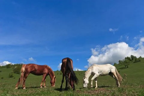 Horse grazing Stock Photos