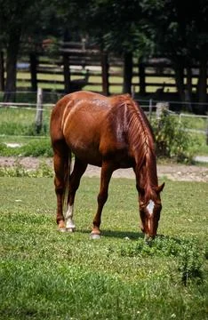 A horse grazing. Stock Photos