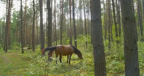 Horse is grazing in the pine forest Stock Footage 79853641