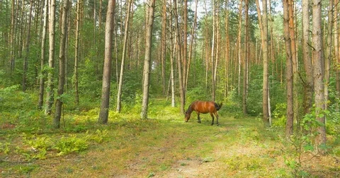 Horse is grazing in the pine forest Stock Footage 79853681
