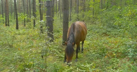 Horse is grazing in the pine forest Stock Footage 79854287