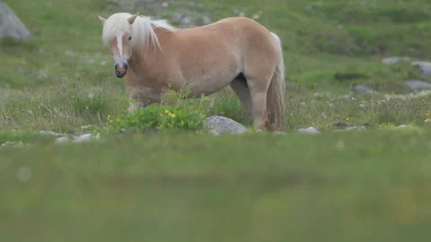 Horse grazing in profile exiting left, Tirol Alps, 4K slow motion Stock Footage 330732020