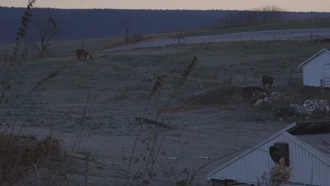 Horse grazing in the ranch Video stock 103817149