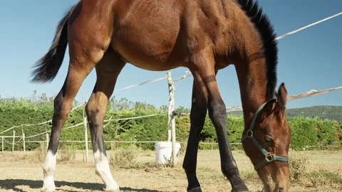 Horse grazing at ranch. Stock Footage 221579947