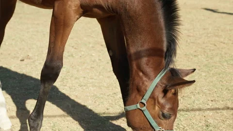 Horse grazing at ranch. Video stock 221581305