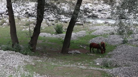 Horse grazing at river side Stock Footage 161976339