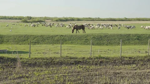 Horse grazing with sheep Stock Footage 106715938