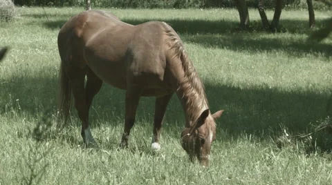 Horse Grazing static Video stock 50797650