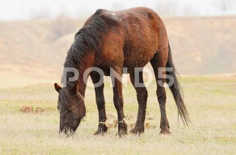 Horse grazing in the steppe, its front legs hobbled. Stock Photos
