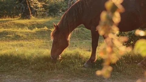 Horse grazing in sunlit grass patch 스톡 동영상 319003081