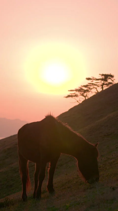A Horse Grazing with the Sunset Behind It Stockbeeldmateriaal 332852920